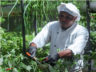 Zuri's chef picking chillies in the kitchen garden