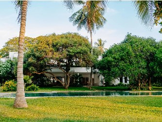 Zuri's lawn, palms and pool in the morning light